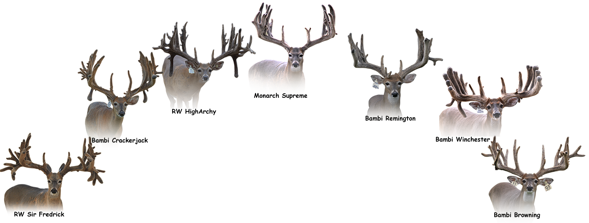 Collage of Deer