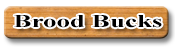 Image Button For Brood Bucks Page