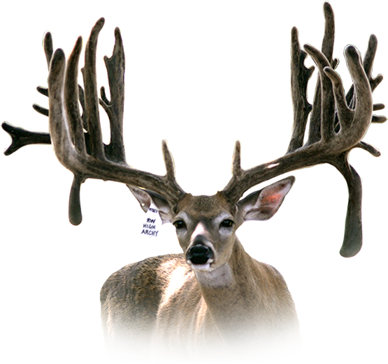 RW HighArchy Headshot