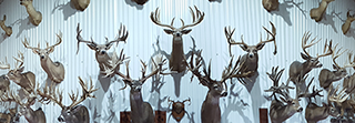 Wall Collage of Stuffed Trophy Bucks