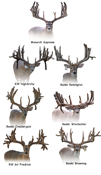collage of brood bucks photo