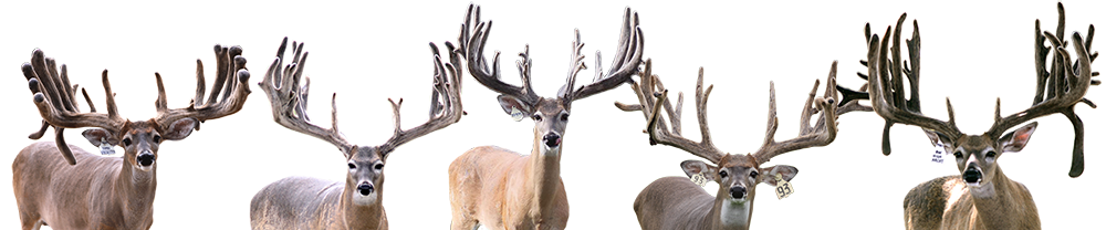 Image Collage of Brood Bucks